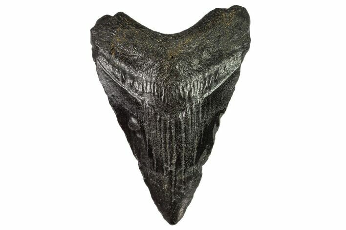 Bargain, Juvenile Megalodon Tooth - Georgia #111608